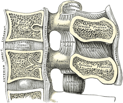 cervical vertebrae anatomy ligaments