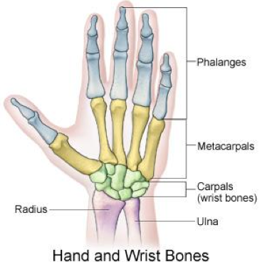 File:Hand and wirst bones.png