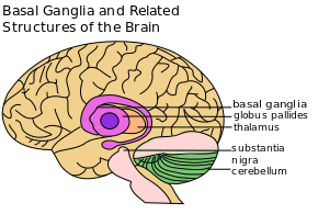 A line diagram of the main structures of the basal ganglia