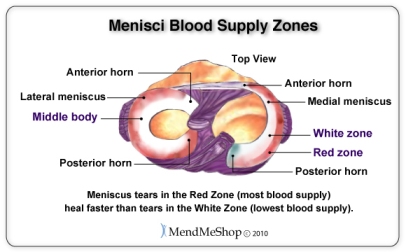 File:Meniscus-blood-supply-zones.jpg