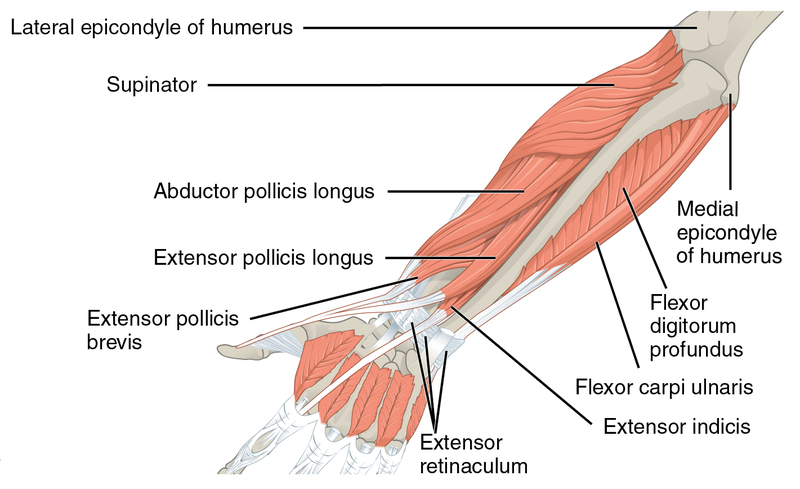 File:Muscles that move the Forearm.png