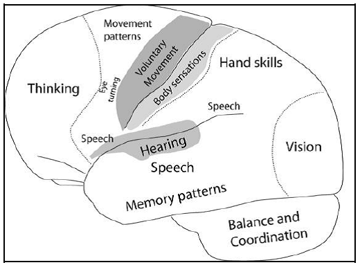 File:Diagram of brain.png