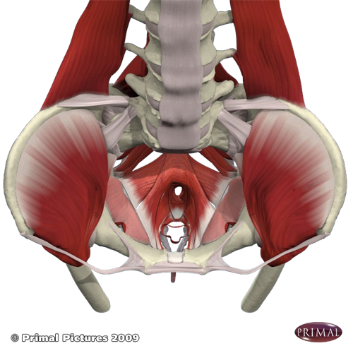 pelvic floor muscle and nerve damage females left side bending hip rotation  - Google Search #Backpain
