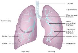 File:Lung Lobes.jpg