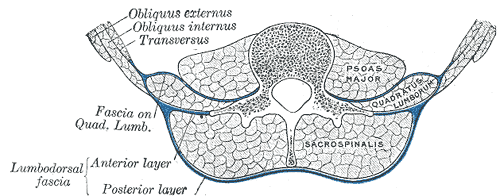 File:Thoracolumbar fascia greys.png