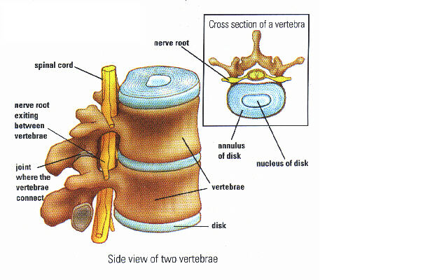 File:Anatomy1.png