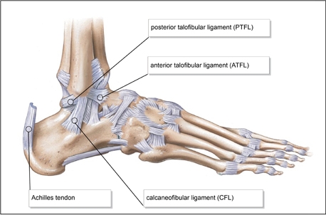 Anterior Talo-Fibular Ligament (ATFL) - Physiopedia