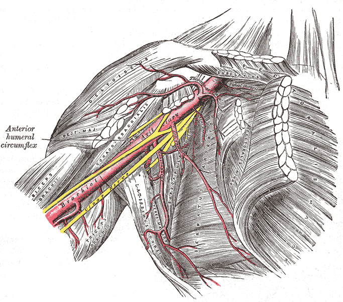 File:Axillary artery.png