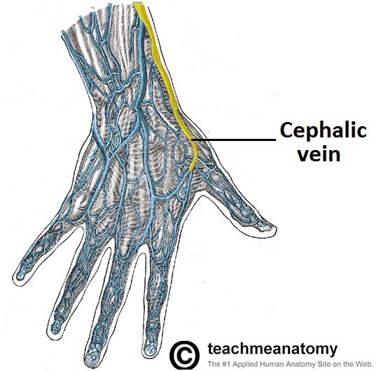 File:Cephalic vein.JPG