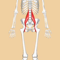 PHYSIO, Appendicular Skeleton