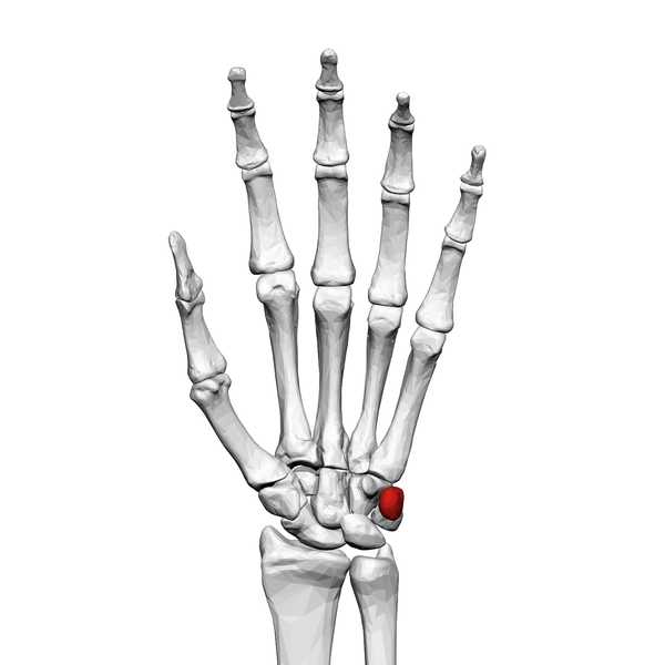 File:Pisiform bone (left hand) palmar view.png
