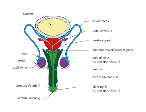 File:Male genital system - Front view.svg.png