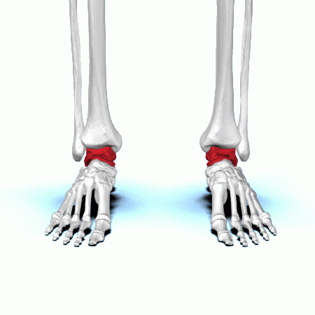 Talus bone - animation01.gif