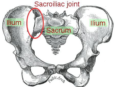 File:Sacroiliac joint.png