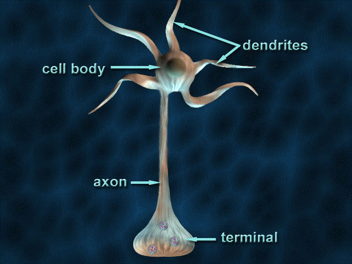 File:Axon of neuron.gif
