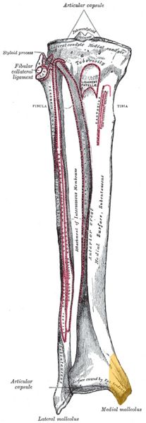File:Tibia anterior med malleolus.jpg