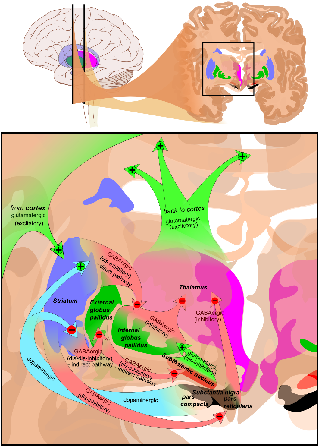 This is a diagram of the flow of excitatory and inhibitory pathways through the basal ganglia.