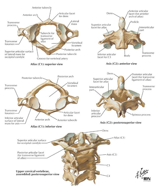 axis bone diagram