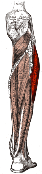 fibularis longus