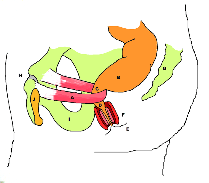 File:Stylized depiction of action of puborectalis sling.png