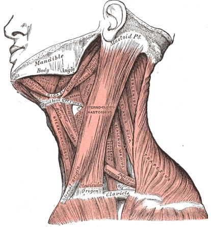 File:Accessory muscles pic.png