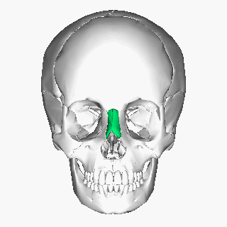 File:Nasal bone animation.gif