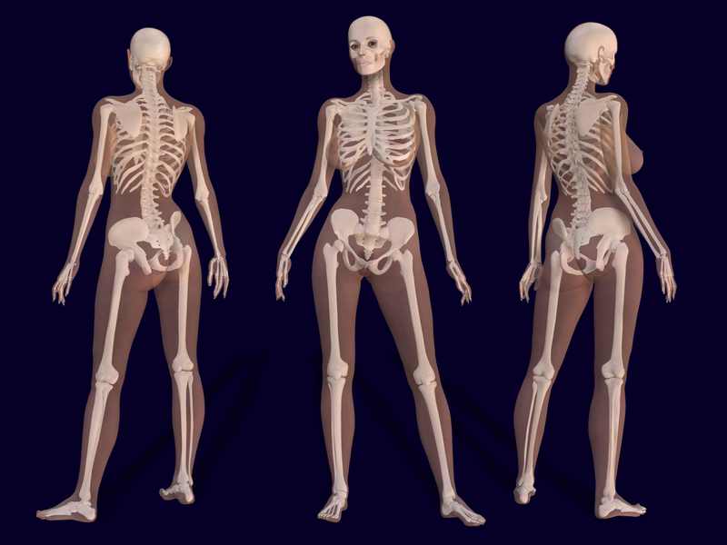 File:3D Female Skeleton Anatomy.png