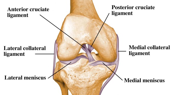 File:Ligaments-of-the-knee.jpg