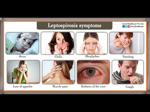 Leptospirosis symptoms.jpg