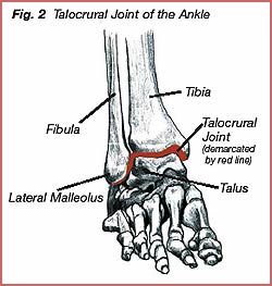 Plantar flexion of the ankle. Distances used to calculate a new