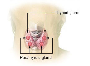 File:Thyroid parathyroid.jpeg