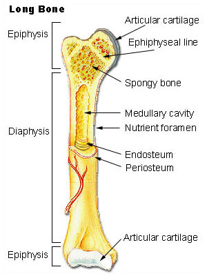 bone bruising around the knee