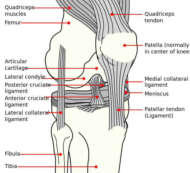 File:Knee ligaments.png
