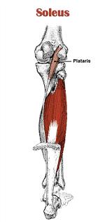 A calf strain can occur in either your gastrocnemius or soleus muscle., gastrocnemius injury