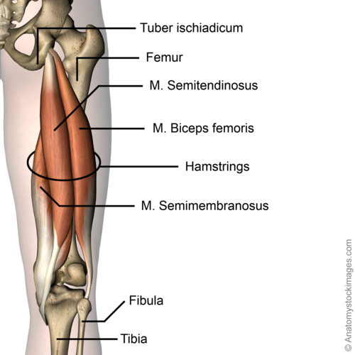 File:Hip-hamstring-hamstrings-semi-membranosis-biceps-femoris-semitendinosus-tuber-ischiadicum-back-skin-names.png