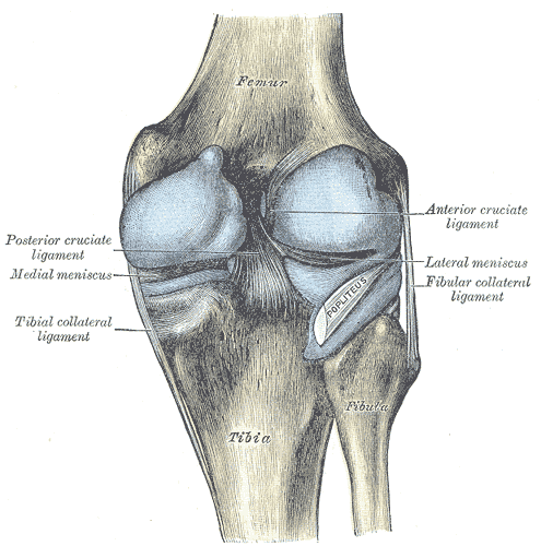 Posterior Knee Pain Physiopedia