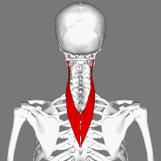 Splenius cervicis muscle animation small.gif