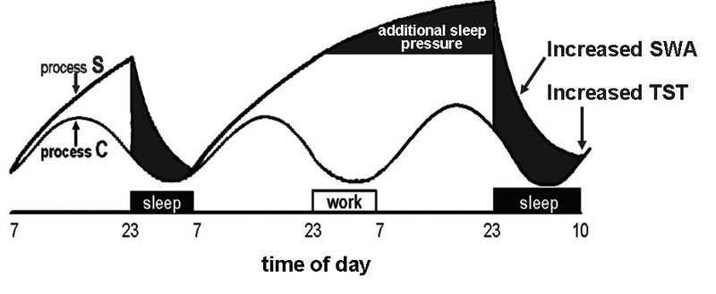 File:Two-process model of sleep regulation.jpg