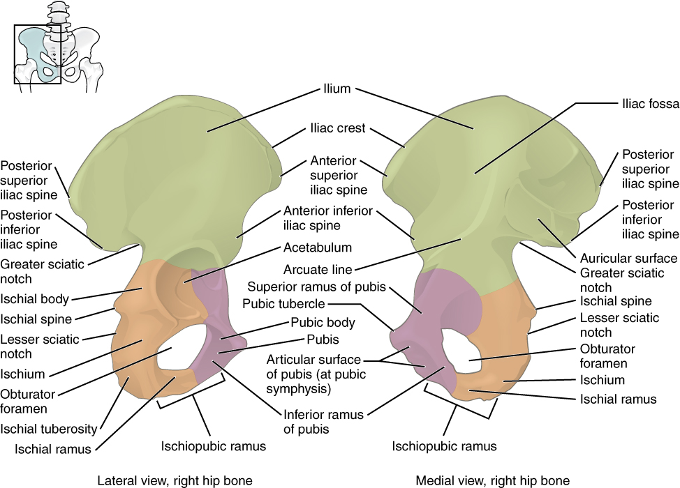 The innominate bone consists of the ilium, ischium and pubis bones