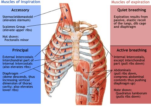 muscles of respiration