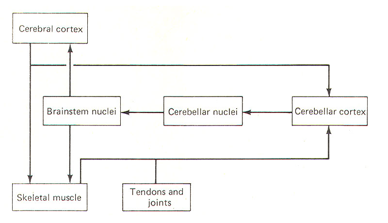 File:Cerebellum role as a comparator.png