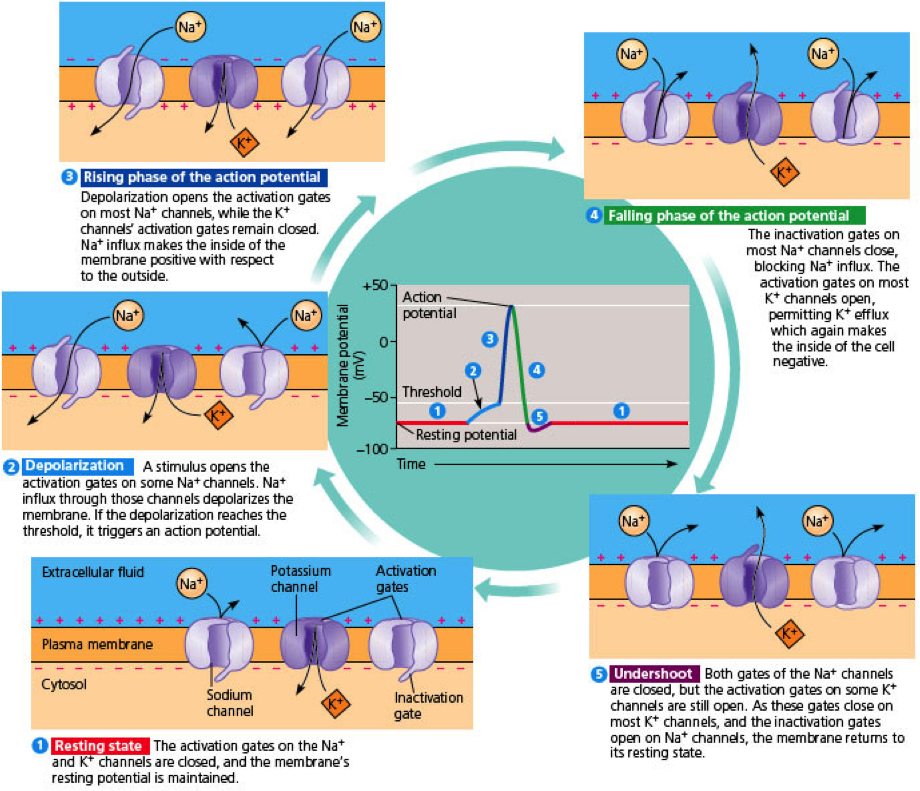 Ion Movement and Action Potential (Dundee Med Student Notes 2012).png