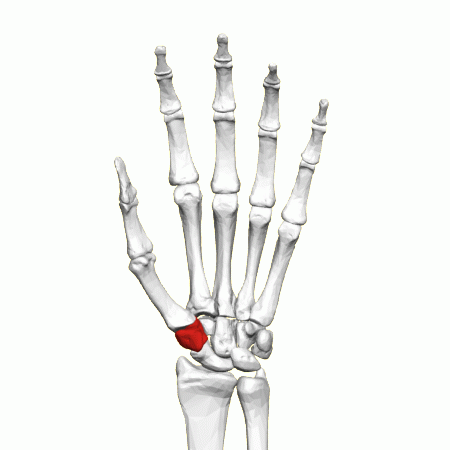 File:Trapezium bone (left hand) - Animation.gif