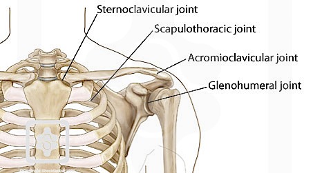 Shoulder Joint Articulations