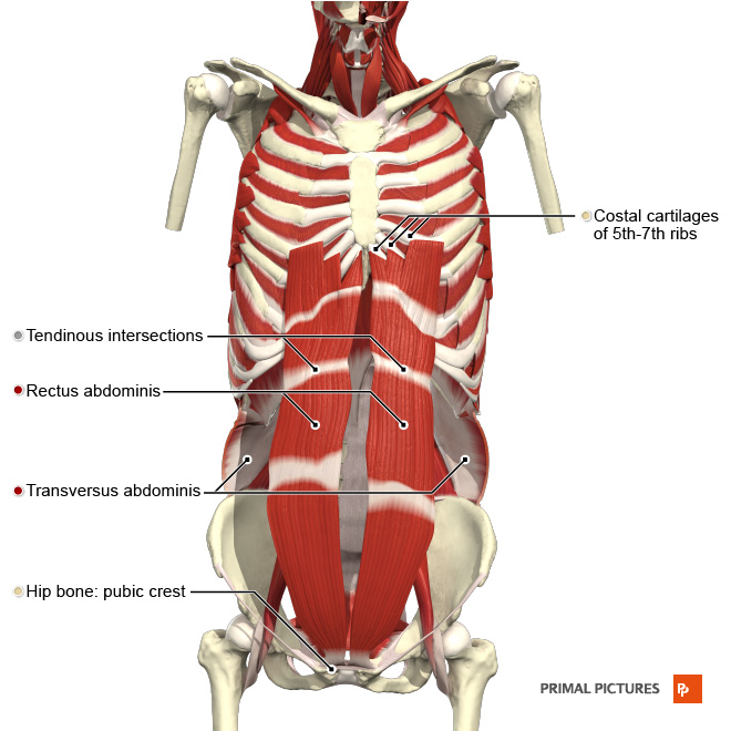 Muscles of Respiration - Physiopedia