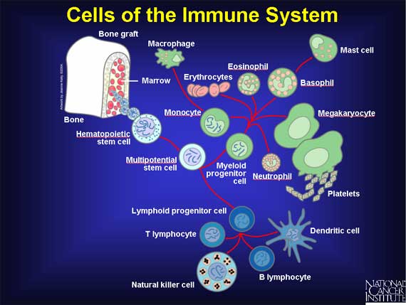 File:Cells of the immune system.jpg