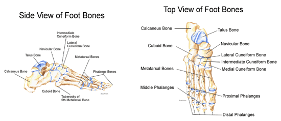 File:Figure 4- Foot bones.PNG
