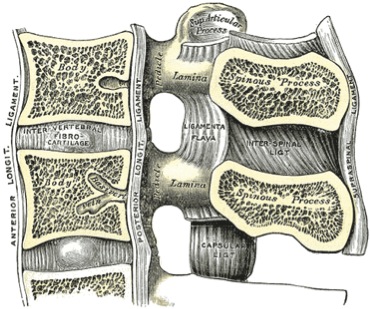 File:Spinal column.jpg