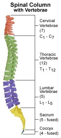 Introduction to Spinal Orthotics - Physiopedia