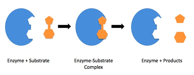 File:Enzyme mechanism 1.jpg
